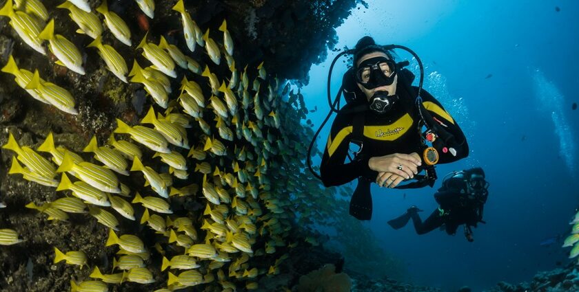 Uncover the vast marine species in Kovalam while deep sea diving for a thrilling adventure