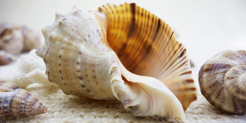 Sea Shell Museum is one of the unique places to visit in Diu which is hundreds of years old.