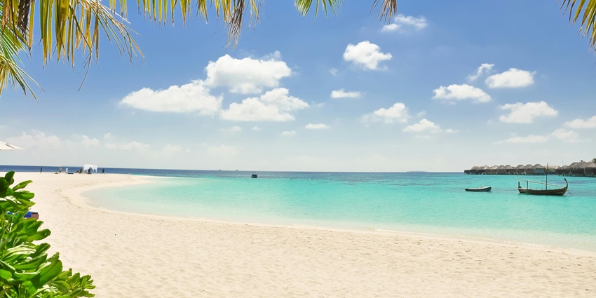 Coconut trees lining the seashore with their lush green fronds against a sunny sky.
