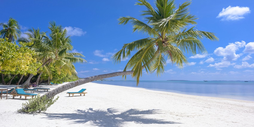 Coconut trees lining a sandy seashore with clear blue water and a bright, sunny sky.