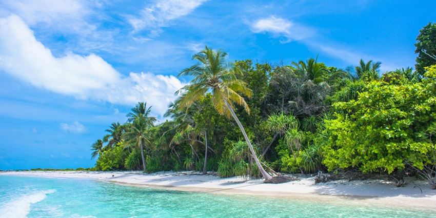 Palm tree leaning over a tranquil body of water with clear blue sky and calm surroundings.