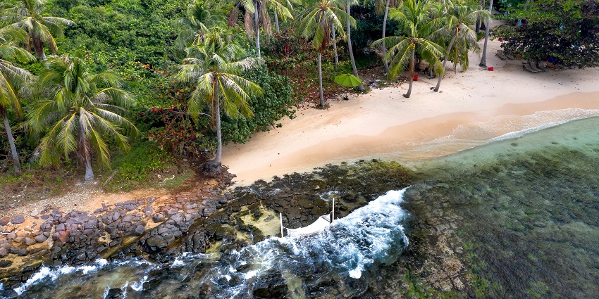 Tall green coconut trees lining a sandy beach with clear blue skies in the background.