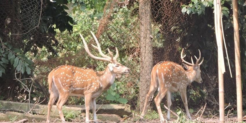 See wildlife at Sepahijala Wildlife Sanctuary, as one of the things to do in Agartala.