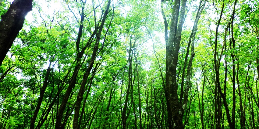 Dense green forest landscape in Tripura with serene tropical vegetation.