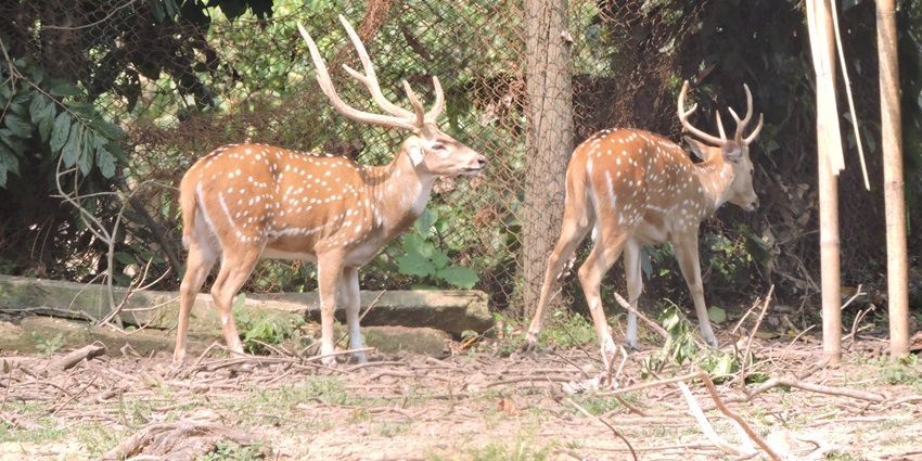 The view of deers at Sepahijala Wildlife Sanctuary, a wildlife sanctuary in Tripura.