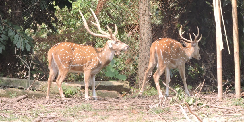 Sepahijala Wildlife Sanctuary is home to several endangered flora and fauna species.