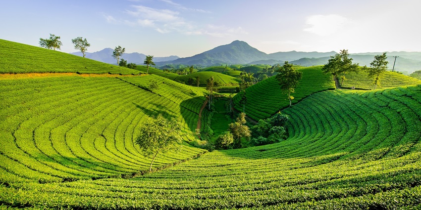 An enchanting view of a lush green valley with enormous mountains in the background.