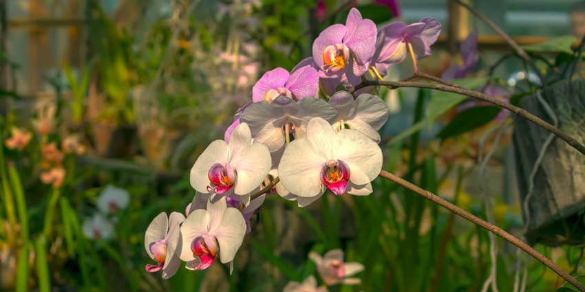 A scenic view of the Sessa Orchid Sanctuary, a hotspot near Bhalukpong picnic place.