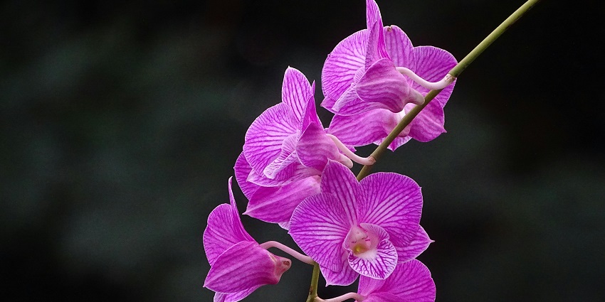 Sessa Orchid Sanctuary is a unique place to discover for all nature enthusiasts.