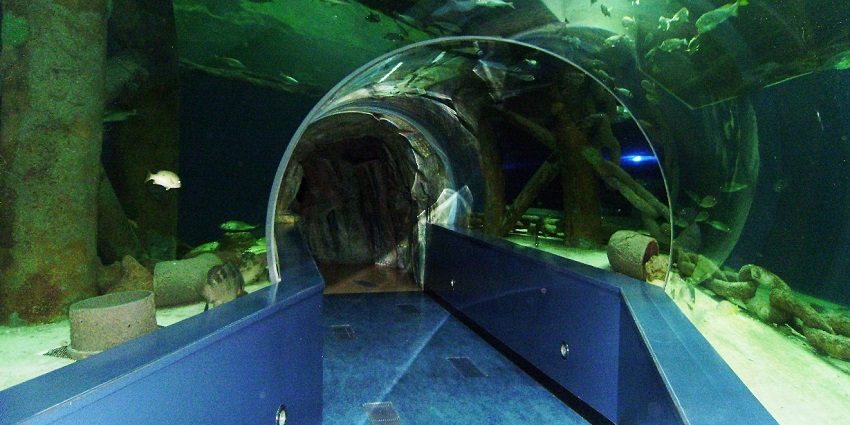 Witness aquatic life at Sharjah Aquarium, one of the famous places to visit in Sharjah