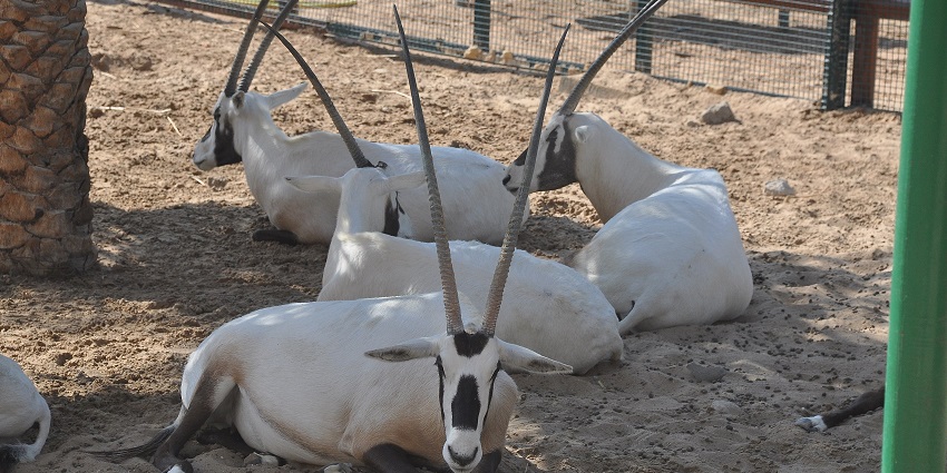 An inside view of the Sharjah Desert Park, one of the top places to visit in Sharjah.
