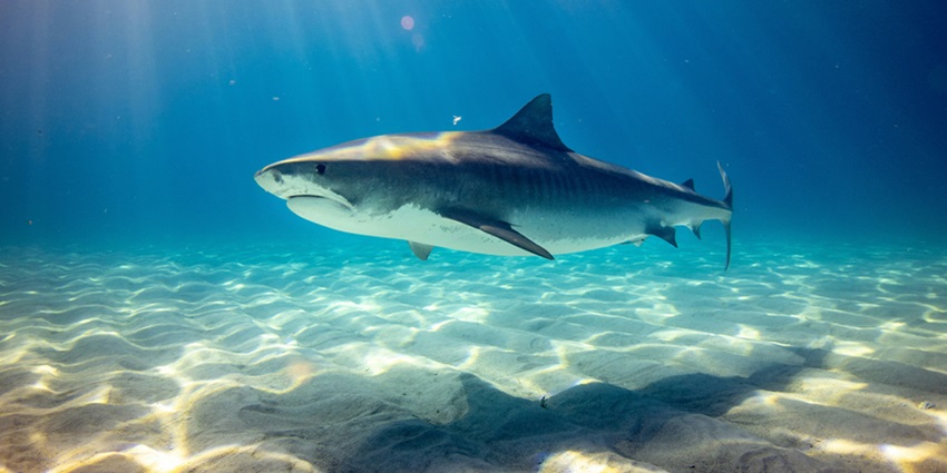 Shark Point, famed for its diverse marine life, is one of the best places to visit.