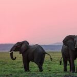 A serene view of two elephants standing on lush green ground in Himachal Pradesh.