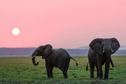 A serene view of two elephants standing on lush green ground in Himachal Pradesh.