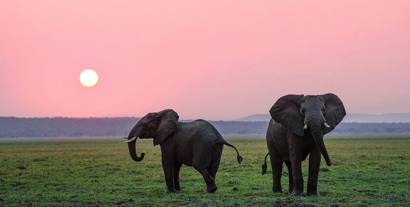 A serene view of two elephants standing on lush green ground in Himachal Pradesh.