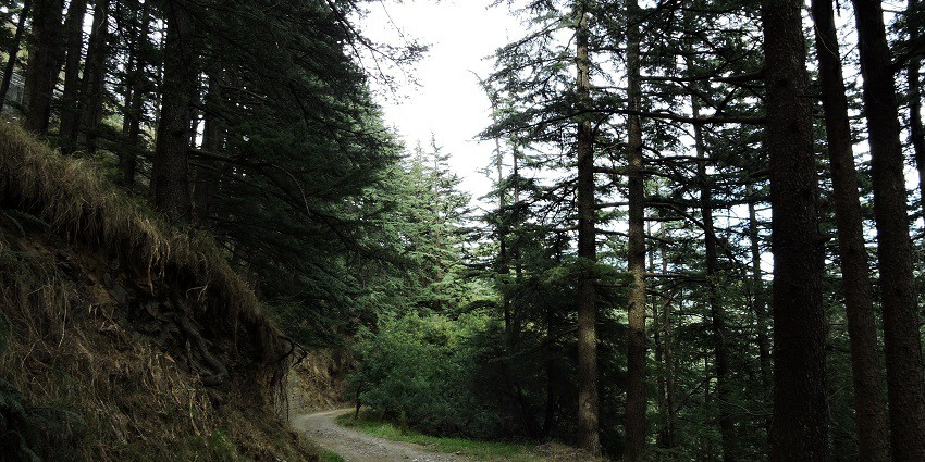 A picture of a forest area with dense trees and a road for transportation