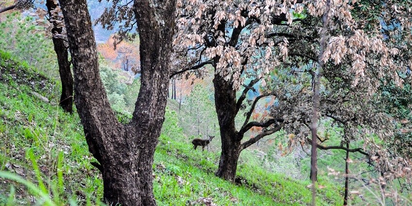 Shimla Reserve Forest Sanctuary is among the most enriching places to visit in Shoghi.
