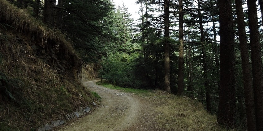 Shimla Water Catchment Sanctuary is one of the best places to visit in Mashobra for all.