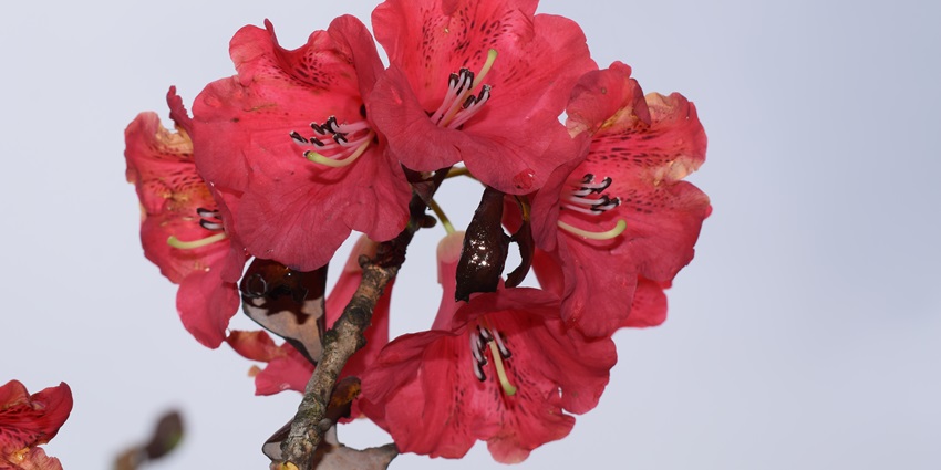 Shingba Rhododendron Sanctuary has diversity including red pandas, Himalayan tahr alpine meadows and hot springs.