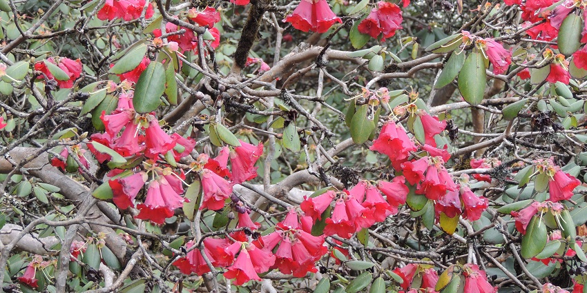 Shingba Rhododendron Sanctuary is a must-visit place near Yumthang Valley in December.