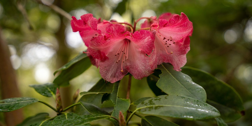 A Rhododendron flower clicked at one of the most beautiful places to visit in Lachen