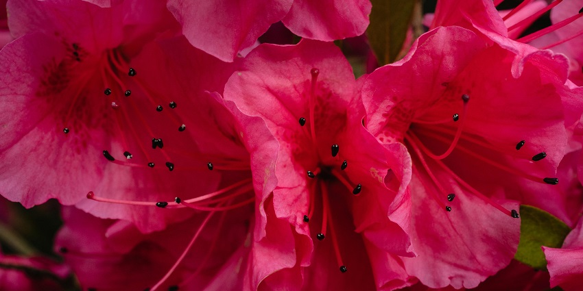 Shingba Rhododendron Sanctuary is one of the best places around Yumthang Hot Springs.