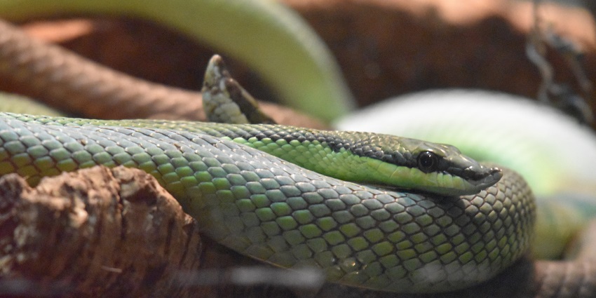 This serpentarium, one of the best Bangkok zoos, has almost every species of snakes of Thailand.