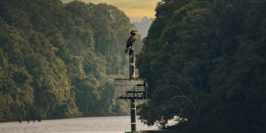 Beautiful Snap of a Blackbird sitting on a Ploe in the Sanctuary - Borong Hot Spring