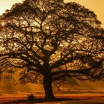 Beautifukl image of the tree taken during the evening in the bustling Siem Reap city