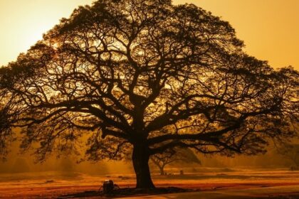 Beautifukl image of the tree taken during the evening in the bustling Siem Reap city