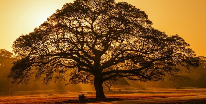 Beautifukl image of the tree taken during the evening in the bustling Siem Reap city