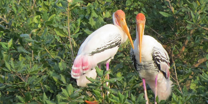 Witness the unique birds at Siju Bird Refuge, a place to visit near Nokrek National Park.