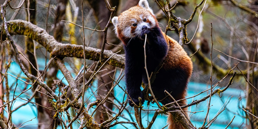 One of the places to visit in East Sikkim is the high-altitude zoo with red pandas and Himalayan wildlife.