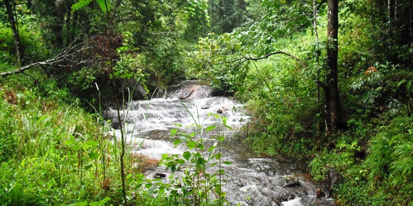 Silent Valley National Park, a UNESCO Heritage Site, offers a variety of biodiversity.