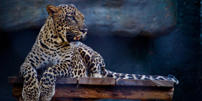A leopard spotted at the Silent Valley National Park, a tourist attraction in Kerala.