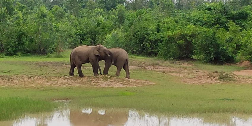 Similipal National Park is one of the prime destinations to explore for all nature lovers.