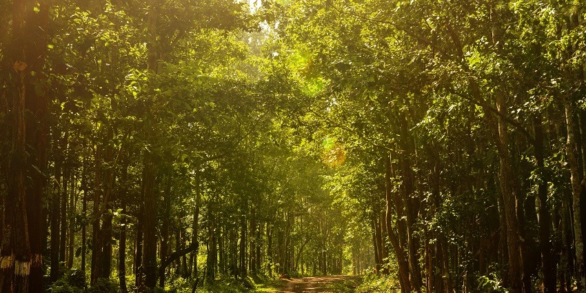 Similipal is one of the most beautiful places to visit and explore for every traveller.