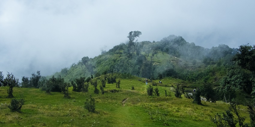 Singalila National Park has red Panda, Himalayan tahr and a variety of rare birds.