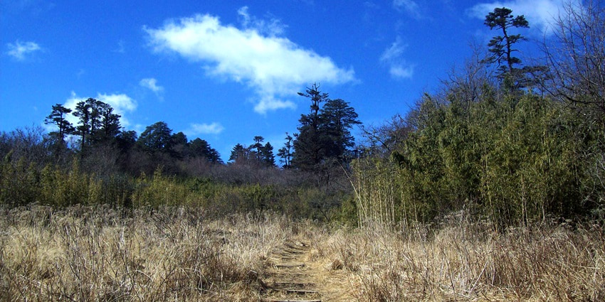 A view of the wild forest in the Singalila National Park, under a clear sky