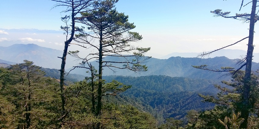 See the diverse wildlife at Singalila National Park, a must-visit spot in Darjeeling.