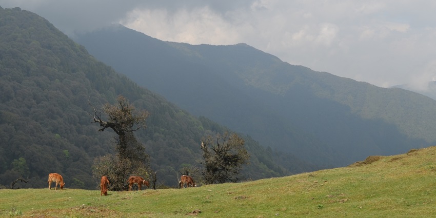 Trekkers can sight many types of trees and plants throughout the way, adding to their wonder