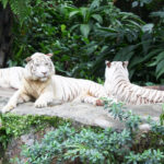 Beautiful snapshot of the white tiger duel sitting and resting in the Singapore Zoo