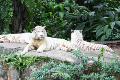 Beautiful snapshot of the white tiger duel sitting and resting in the Singapore Zoo