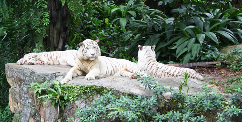 Beautiful snapshot of the white tiger duel sitting and resting in the Singapore Zoo