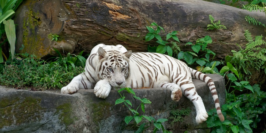 One among the best things to do in Singapore, the Singapore zoo has a variety of wildlife and rare vegetation.