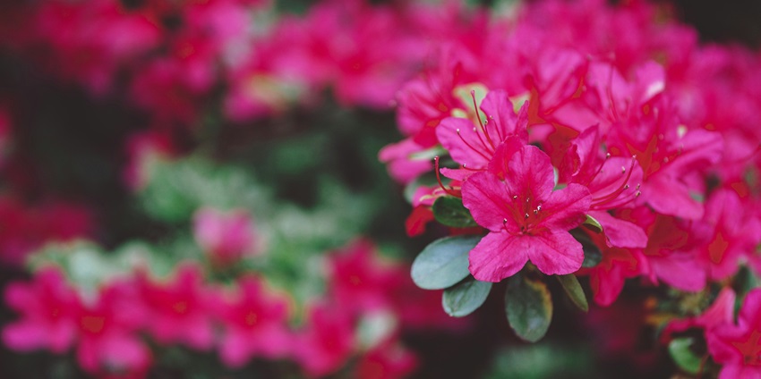 Explore the Singba Rhododendron Sanctuary, one of the famous tourist attraction in Sikkim.