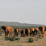 Beautiful picture of the heard of elephants in the Singphan Wildlife sanctuary