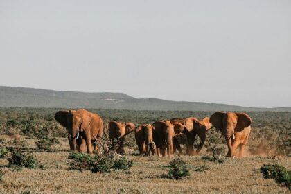 Beautiful picture of the heard of elephants in the Singphan Wildlife sanctuary