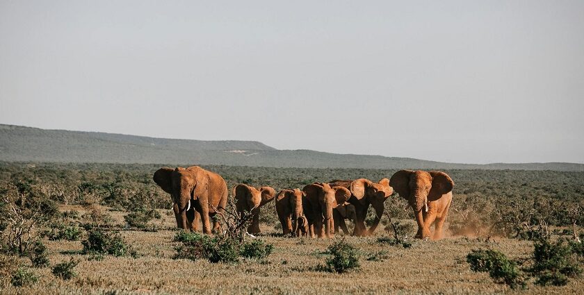 Beautiful picture of the heard of elephants in the Singphan Wildlife sanctuary