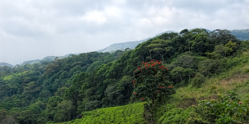Sinharaja Forest Reserve is a rainforest featuring stunning vistas, birds and waterfalls.